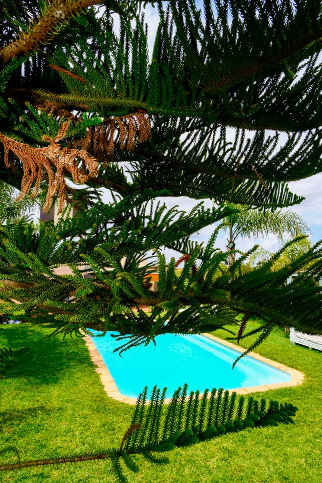 Piscine à l'ombre d'un arbre